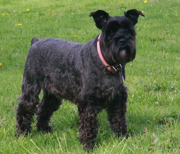 A Miniature Schnauzer