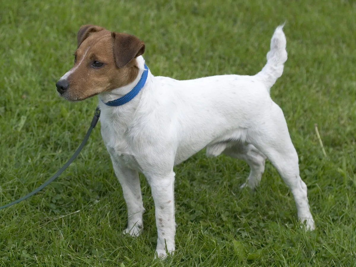 Parson Russell Terrier dog, photographed by Alephalpha