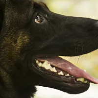 Belgian Malinois, picture 3 of 8