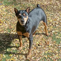 Miniature Pinscher