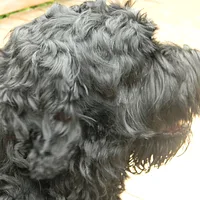 Black Russian Terrier