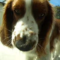 Welsh Springer Spaniel