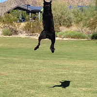 Beauceron, picture 9 of 9