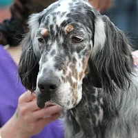 English Setter