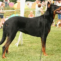 Beauceron, picture 5 of 9