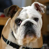 Bulldog, picture 2 of 7
