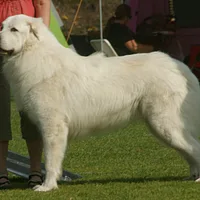 Great Pyrenees, picture 6 of 10