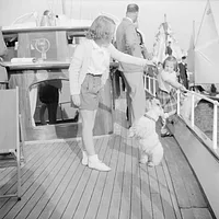 Sealyham Terrier, picture 8 of 8