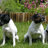 Danish-Swedish Farmdog, picture 8 of 10