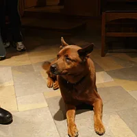 Jindo, picture 7 of 8