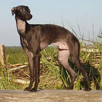 Italian Greyhound, picture 2 of 8
