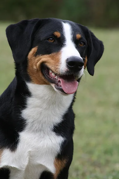 Appenzeller Sennenhund