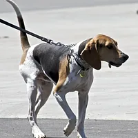 Treeing Walker Coonhound, picture 3 of 10