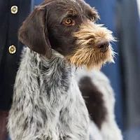 German Wirehaired Pointer
