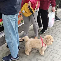 Poodle (Toy)