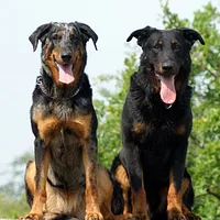 Beauceron, picture 8 of 9