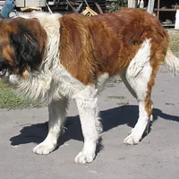 Saint Bernard, picture 2 of 9