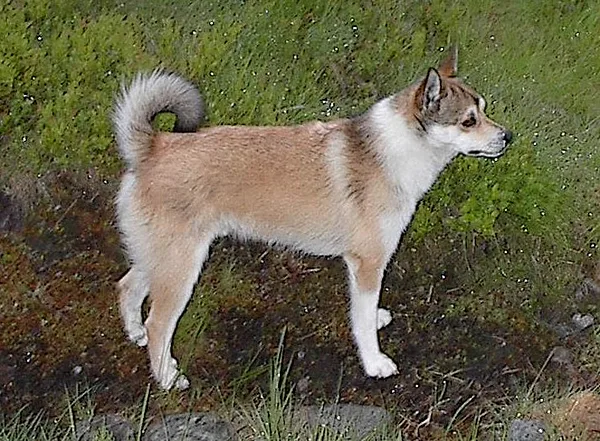 A Norwegian Lundehund