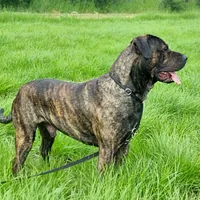 Perro de Presa Canario, picture 2 of 9