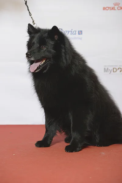 A Swedish Lapphund