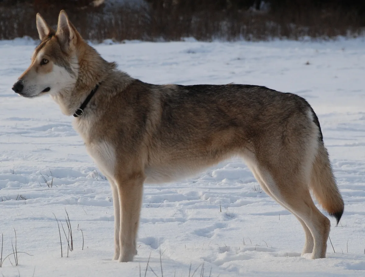 Czechoslovakian Vlcak dog, photographed by Claudia Schröder