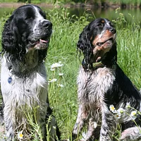 English Springer Spaniel, picture 8 of 8