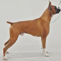 Boxer
