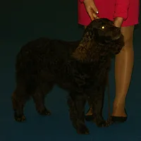 American Water Spaniel