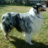 Australian Shepherd