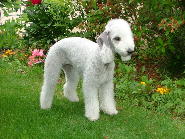 A Lakeland Terrier