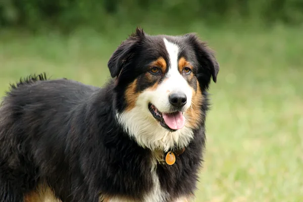 A Australian Shepherd