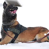 Belgian Malinois, picture 2 of 8