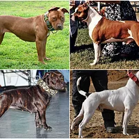 American Bulldog