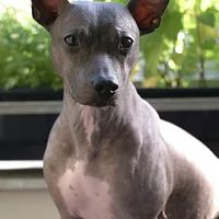 A American Hairless Terrier dog