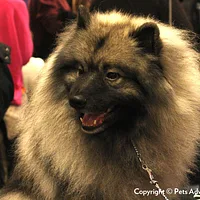 Keeshond