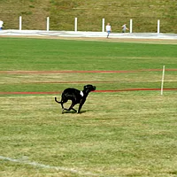 Whippet, picture 7 of 8