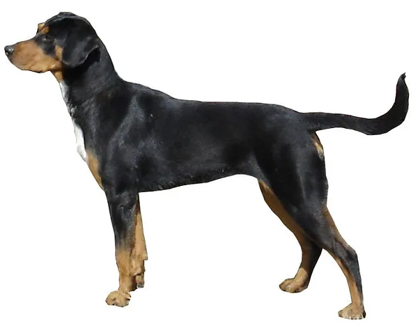 A Transylvanian Hound