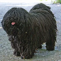 Puli, picture 2 of 9