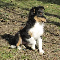 Shetland Sheepdog, picture 4 of 10