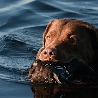 Chesapeake Bay Retriever