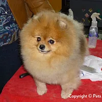 Pomeranian, picture 7 of 8