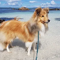 A Shetland Sheepdog dog
