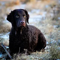 Curly-Coated Retriever, picture 2 of 9