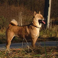 A Hokkaido dog