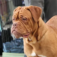 Dogue de Bordeaux