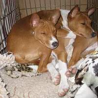 Basenji