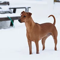 German Pinscher, picture 6 of 9