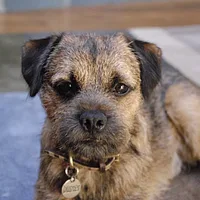 Border Terrier, picture 3 of 8