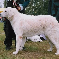 Kuvasz