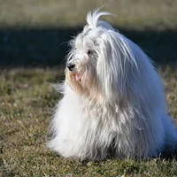 A Coton de Tulear dog